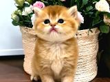 Saf Kan British Shorthair Golden