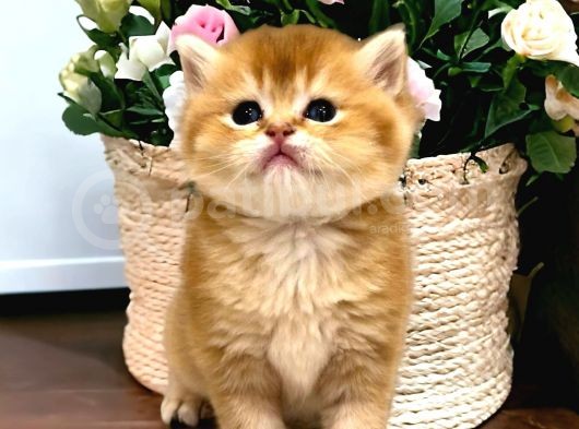Saf Kan British Shorthair Golden görsel