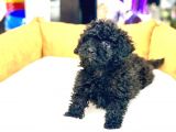 En Güzel Poodle Rengi̇ Safkan Orji̇nal Yavru