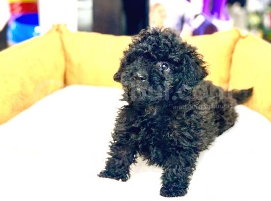 En Güzel Poodle Rengi̇ Safkan Orji̇nal Yavru görsel