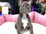 ÜST DÜZEY ANATOMİ BLUE FRENCH BULLDOG
