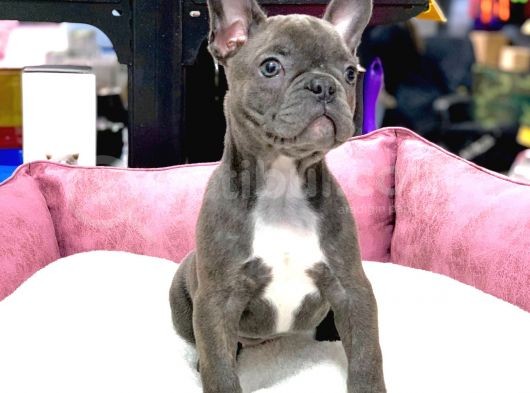 Üst Düzey Anatomi̇ Blue French Bulldog