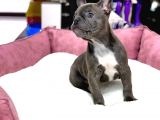 Üst Düzey Anatomi̇ Blue French Bulldog