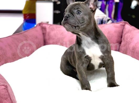 Üst Düzey Anatomi̇ Blue French Bulldog görsel