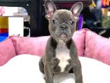 Üst Düzey Anatomi̇ Blue French Bulldog