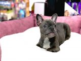 Üst Düzey Anatomi̇ Blue French Bulldog
