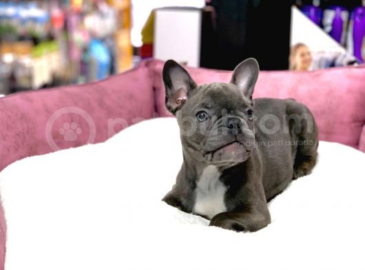 Üst Düzey Anatomi̇ Blue French Bulldog görsel
