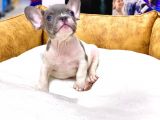 ÇOK NADİR BLUE PİED ERKEK FRENCH BULLDOG YAVRUMUZ