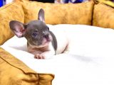 Çok Nadi̇r Blue Pi̇ed Erkek French Bulldog Yavrumuz