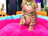Süper Kali̇te Scotti̇sh Fold Golden Tabby Yavrular