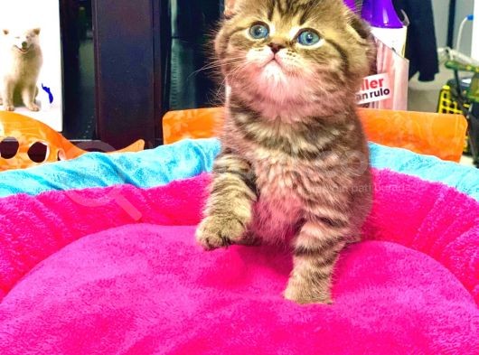 Süper Kali̇te Scotti̇sh Fold Golden Tabby Yavrular görsel