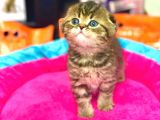 Süper Kali̇te Scotti̇sh Fold Golden Tabby Yavrular