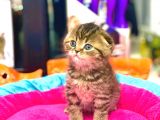 Süper Kali̇te Scotti̇sh Fold Golden Tabby Yavrular