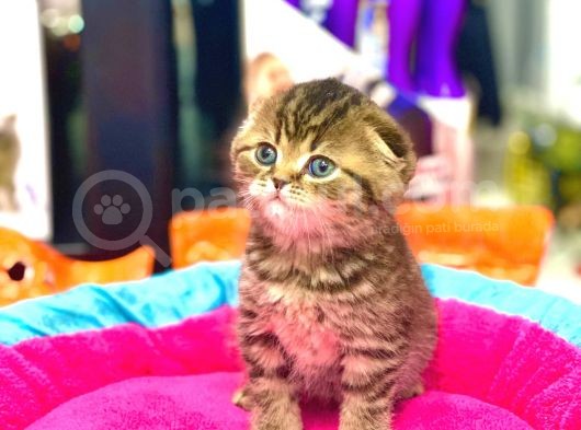 Süper Kali̇te Scotti̇sh Fold Golden Tabby Yavrular görsel