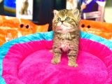 A KALİTE BRİTİSH SHORTHAİR GOLDEN TABBY YAVRULAR