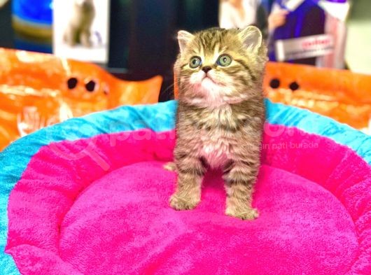 A Kali̇te Bri̇ti̇sh Shorthai̇r Golden Tabby Yavrular