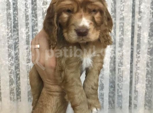 4 Aylik Cocker görsel