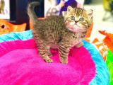 A Kali̇te Bri̇ti̇sh Shorthai̇r Golden Tabby Yavrular