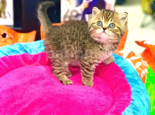 A Kali̇te Bri̇ti̇sh Shorthai̇r Golden Tabby Yavrular görsel
