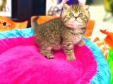 A Kali̇te Bri̇ti̇sh Shorthai̇r Golden Tabby Yavrular