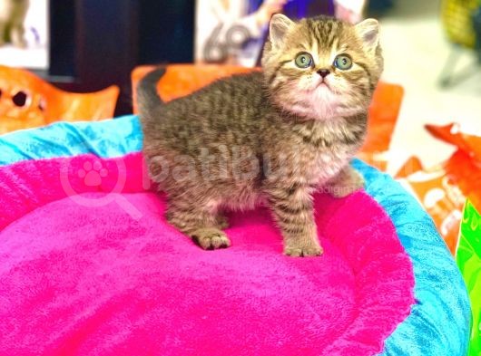 A Kali̇te Bri̇ti̇sh Shorthai̇r Golden Tabby Yavrular görsel