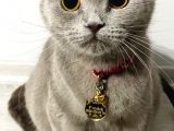 British shorthair gri dişi