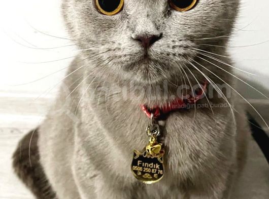 British Shorthair Gri Dişi