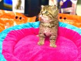 A Kali̇te Bri̇ti̇sh Shorthai̇r Golden Tabby Yavrular