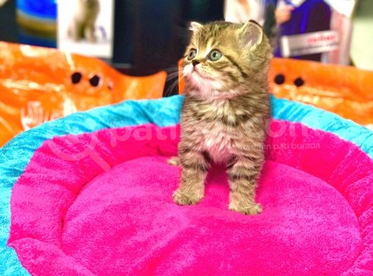 A Kali̇te Bri̇ti̇sh Shorthai̇r Golden Tabby Yavrular görsel