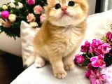 Saf Kan British Shorthair Golden