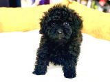 EN GÜZEL POODLE RENGİ SAFKAN ORJİNAL YAVRU