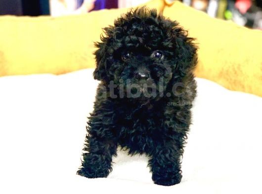 En Güzel Poodle Rengi̇ Safkan Orji̇nal Yavru