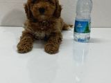 Büyümeyen Toy Poodle Yavrum Tüy Dökmüyor