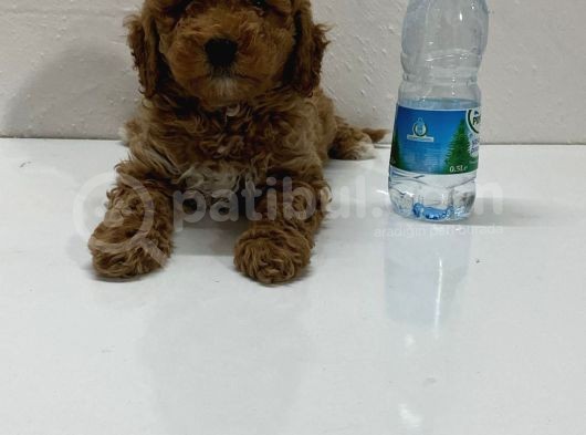 Büyümeyen Toy Poodle Yavrum Tüy Dökmüyor