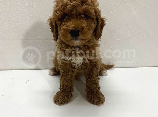 Red Toy Poodle Yavrum