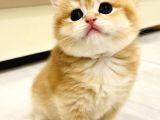 Saf Kan British Shorthair Golden