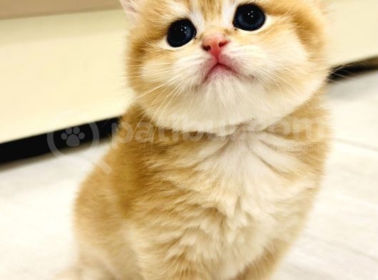 Saf Kan British Shorthair Golden görsel