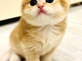 Saf Kan British Shorthair Golden