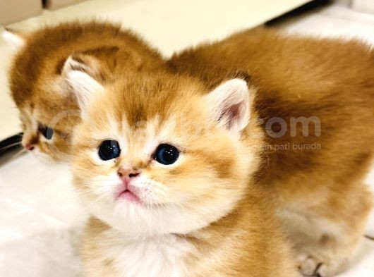 Saf Kan British Shorthair Golden görsel