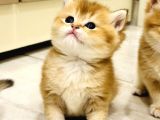 Saf Kan British Shorthair Golden