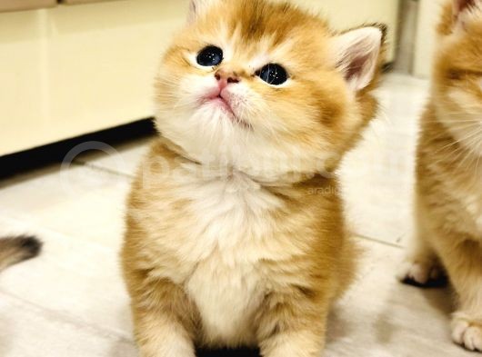 Saf Kan British Shorthair Golden görsel