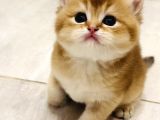 Saf Kan British Shorthair Golden