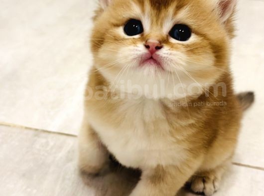 Saf Kan British Shorthair Golden görsel