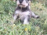Şecere Belgeli Sampiyon Anne Altından Minyatür Schnauzer
