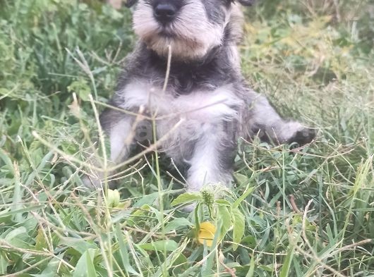 Şecere Belgeli Sampiyon Anne Altından Minyatür Schnauzer görsel