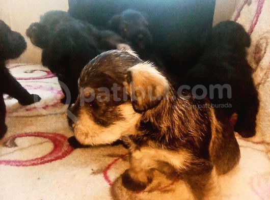 Şecere Belgeli Sampiyon Anne Altından Minyatür Schnauzer görsel