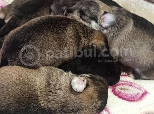 Şecere Belgeli Sampiyon Anne Altından Minyatür Schnauzer görsel