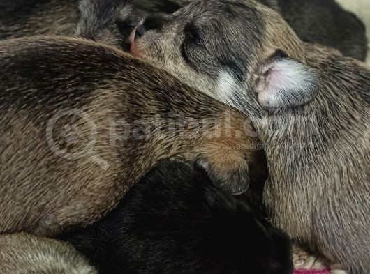 Şecere Belgeli Sampiyon Anne Altından Minyatür Schnauzer görsel