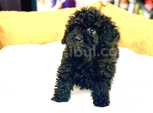 Si̇yah Renk  Toy Poodle Di̇şi̇ Ve Erkek Yavrularimiz görsel
