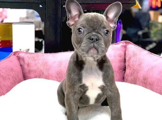 Eşsiz Güzellikte French Bulldog Blue Erkek   Yavrumuz görsel
